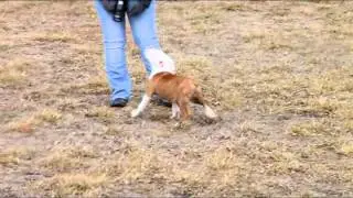 Evolution Bulldogges Khan x Ava Male