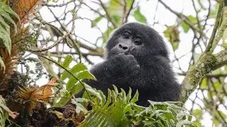 Luxury Fly-in Gorilla Safari To Bwindi Forest National Park @gorillawalkingsafaris1827