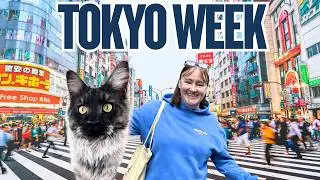 Little Joys in Tokyo 🌸 Sakura, Chocolate & Cats