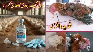 Rani khet vaccine kar di | Murghion ko vaccine karny ka tarika 