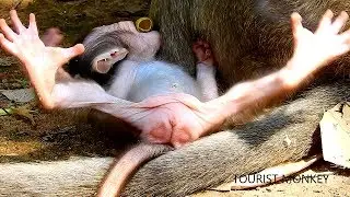 New style of newborn baby monkey, Very lovely style 2018, Maci is a cutest newborn monkey