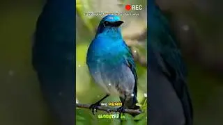 The Eastern Bluebird &mdash; Nature&rsquo;s Gentle Song of Hope