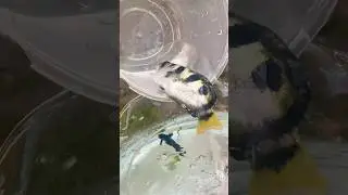 Mencampur Ikan Penyemprot Air