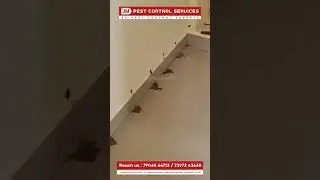 Termite control service. drilling & injection termite treatment. JM pest control service