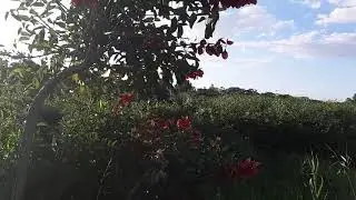 Scarborough park walk | late spring| Sydney| Australia