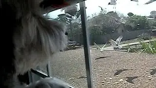 Seagulls & Crows VS Cairn Terrier, The Dog Hates Birds
