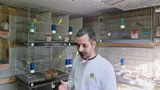 Hablamos de la preparacion con la vitamina del celo (FERTIBIRD,VITAMINA E +SELENIO) y el fertibol🐦🐦🕊