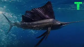 🔝 TOP 10 Fastest Marine Animals on The Planet🌍👑