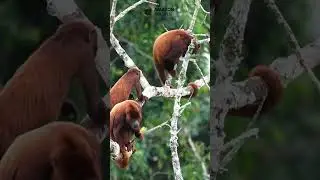 Red Howler Monkeys: Nature's Amazing Echoes of the Amazon! 🌿🦧 #wildlife #amazonrainforest #amazon