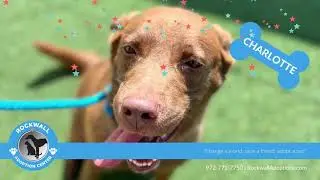 Meet Charlotte at Rockwall Adoption