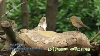 roodborstje - European Robin - Erithacus rubecula