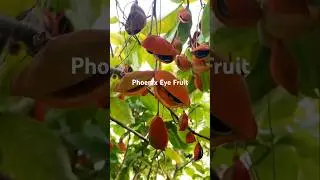The Phoenix Eye Fruit are ripe for picking.#planting #nuts#satisfying #happyfarm #happylife