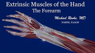 Forearm Anatomy