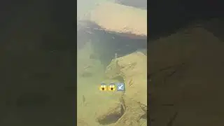 #nice#fish#pachran#aabshar#please#subscribemychannel#thanksforwatching ###