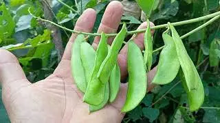 Plantação de fava 
