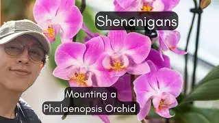 Saturday Shenanigans Ep 6 - Mounting a Phalaenopsis Orchid 