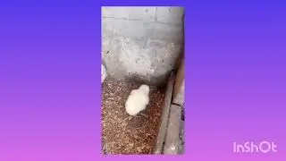 &Eacute;levage poussin