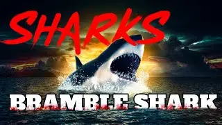 Bramble shark Squale boucl&eacute; Echinorhinus cf  brucus shark names