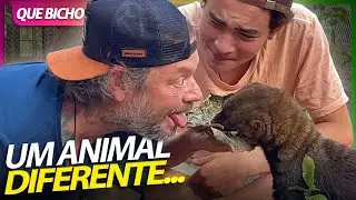 IRARA, PARECE FOFO MAS ME MORDEU MUITO! | RICHARD RASMUSSEN