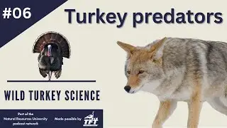 Turkey predators | Ep 116: Wild Turkey Science