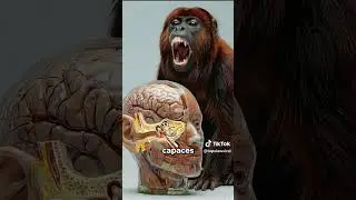 que animal podr&iacute;a romperte el t&iacute;mpano? #timpano#animal