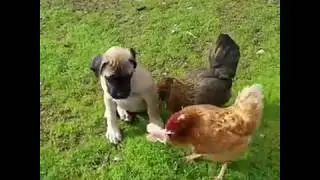 Thief Animals