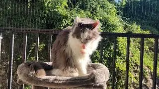 Senior cat grooming himself VERY thoroughly in the morning sun 🌞