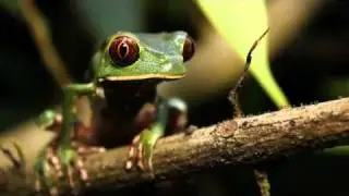Tarsier Monkey Frog, Phyllomedusa tarsius