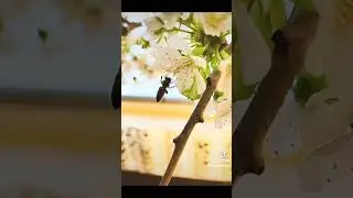 Amazing nature #bee#cherryflower#workingbee #chill #inspiration#colownhead