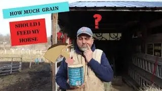 HOW MUCH GRAIN SHOULD YOU FEED A HORSE PER DAY ( FEB 2020 )