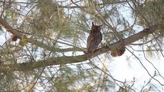 Great Horned Owl Release w/ Ojai Raptor Center
