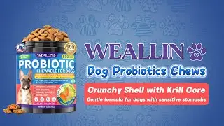Dog Stomach Problems Fixed With One Treat! | WEALLIN