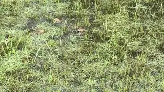 American toad breeding pool. ASMR. White noise. Calling