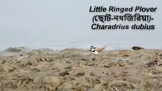 ছোট নথজিরিয়া/ Little Ringed Plover bird/ Charadrius dubius at Jamuna River char