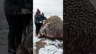 The rescue of walrus from parasitic creatures #walrus  #animalrescue #animals #sealife  #arctic