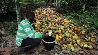 Le cacao congolais, une ressource d'avenir