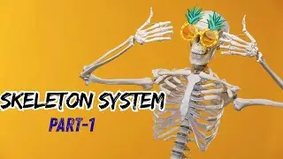 Human Skeleton System | मानव कंकाल तंत्र| Easy Explanation in Hinglish #health #anatomy #skeleton 