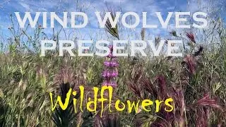 Wind Wolves Preserve Wildflowers