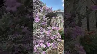 Medicinal Minute: Cenizo (Leucophyllum frutescens)