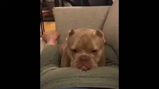 Dog Gets Pranked: Try Not to Laugh at These Hilarious Fart Reactions 🐶💨😂