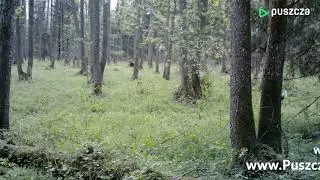Odludek