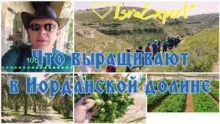 Что выращивают  в Иорданской долине