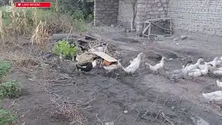 O&lsquo;rdak, Fazon, Quyon va Kaklik