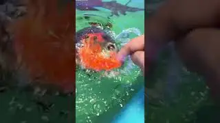 dangerous oscar fish bite hardly on finger | #shorts #oscar #shortsvideo