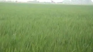 Unsafe method of spraying against wind direction.