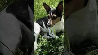 Amy &ndash; na&scaron;e neposedn&aacute; čtyřnoh&aacute; raketa!  #Česk&yacute;Pes #JackRussell #tadyf&oacute;ťa #mazl&iacute;ček #psicologia #pes