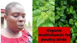 Organic Multivitamin For Poultry Birds 