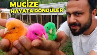 mucize oldu hayata geri döndü ! pembe civciv favorim - bıldırcın civcivleri - yumurta toplama