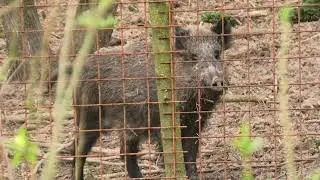 Obora Bělecký mlýn 30. část - Nezvaní Hosté v hlavní oboře - Divočáci 🐗🎥🌲