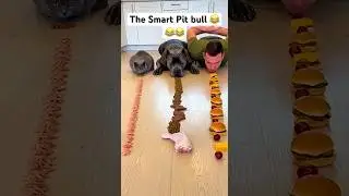 Oh my God 💔💔 The smart pit bull 💔💔😂😂😂😂😂 #funny #pitbull #wildlife #animals